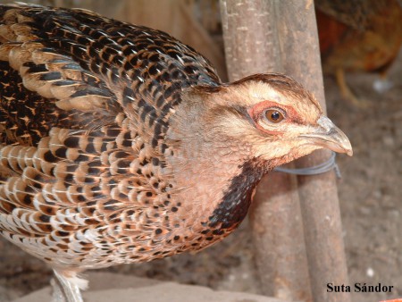 Elliot fácán tyúk